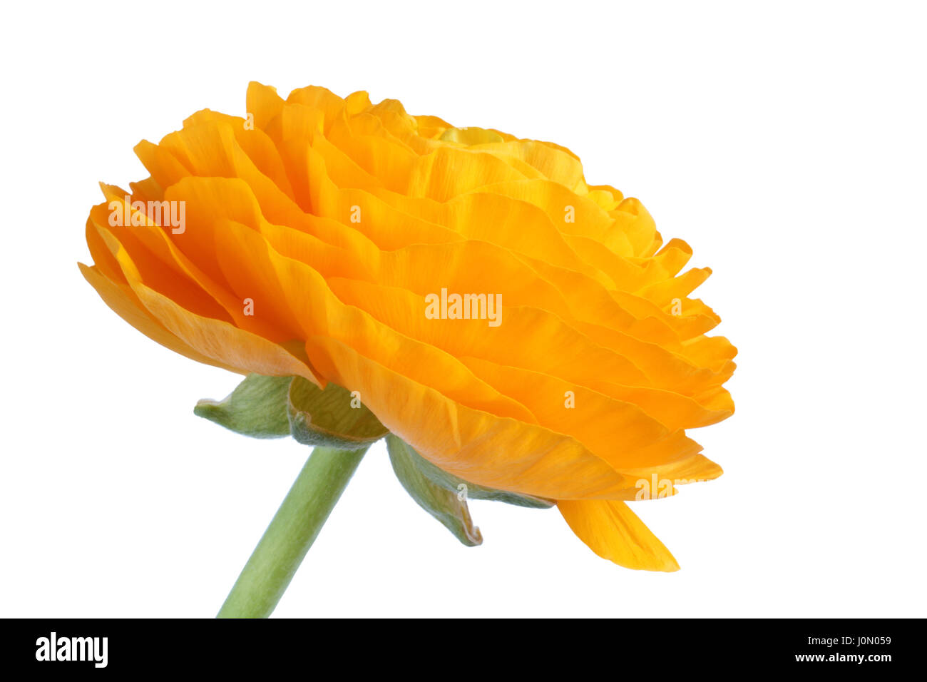 Gelber Hahnenfuß auf weißem Hintergrund geöffnet. Closeup Stockfoto