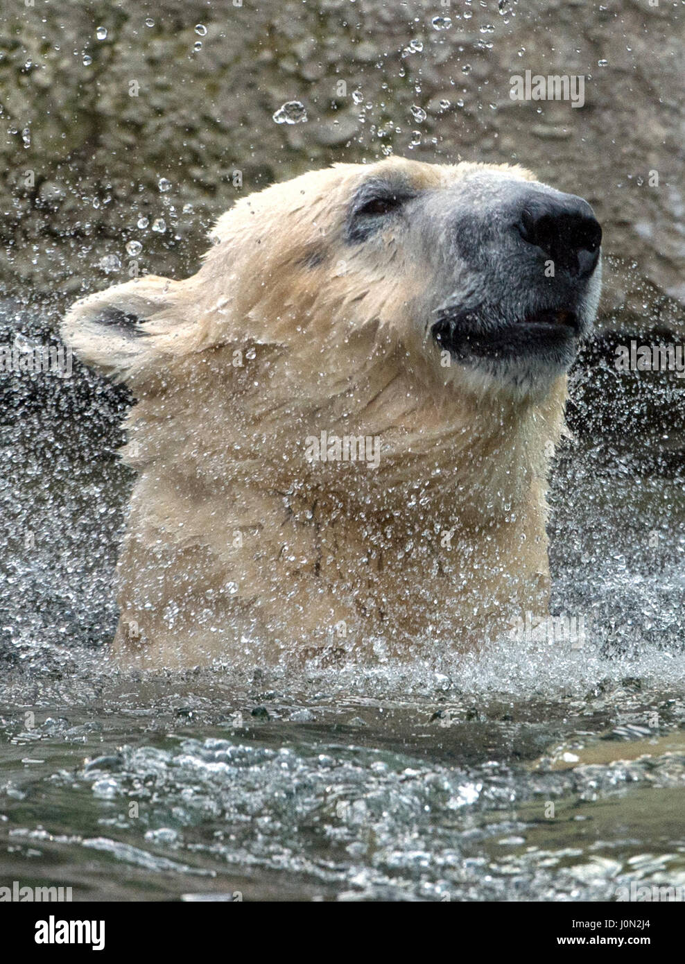 München, Deutschland. 8. Februar 2016. (DATEI) · Eine Archiv Bild, datiert 08.02.2016 zeigt die Eisbären "Yoghi" Schwimmen im Hellabrunn Zoo in München. (aus "stirbt der Dpa der Eisbär Yoghi" vom 14. April 2017) Foto: Matthias Balk/Dpa/Alamy Live News Stockfoto