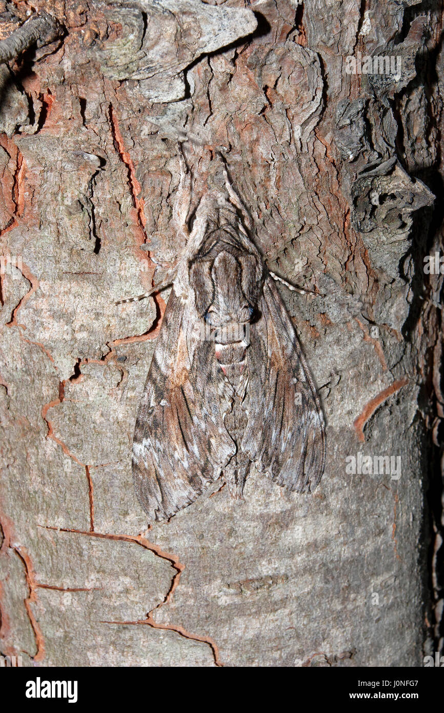 Convolvulus Hawk-moth auf der Pine Tree bark Stockfoto