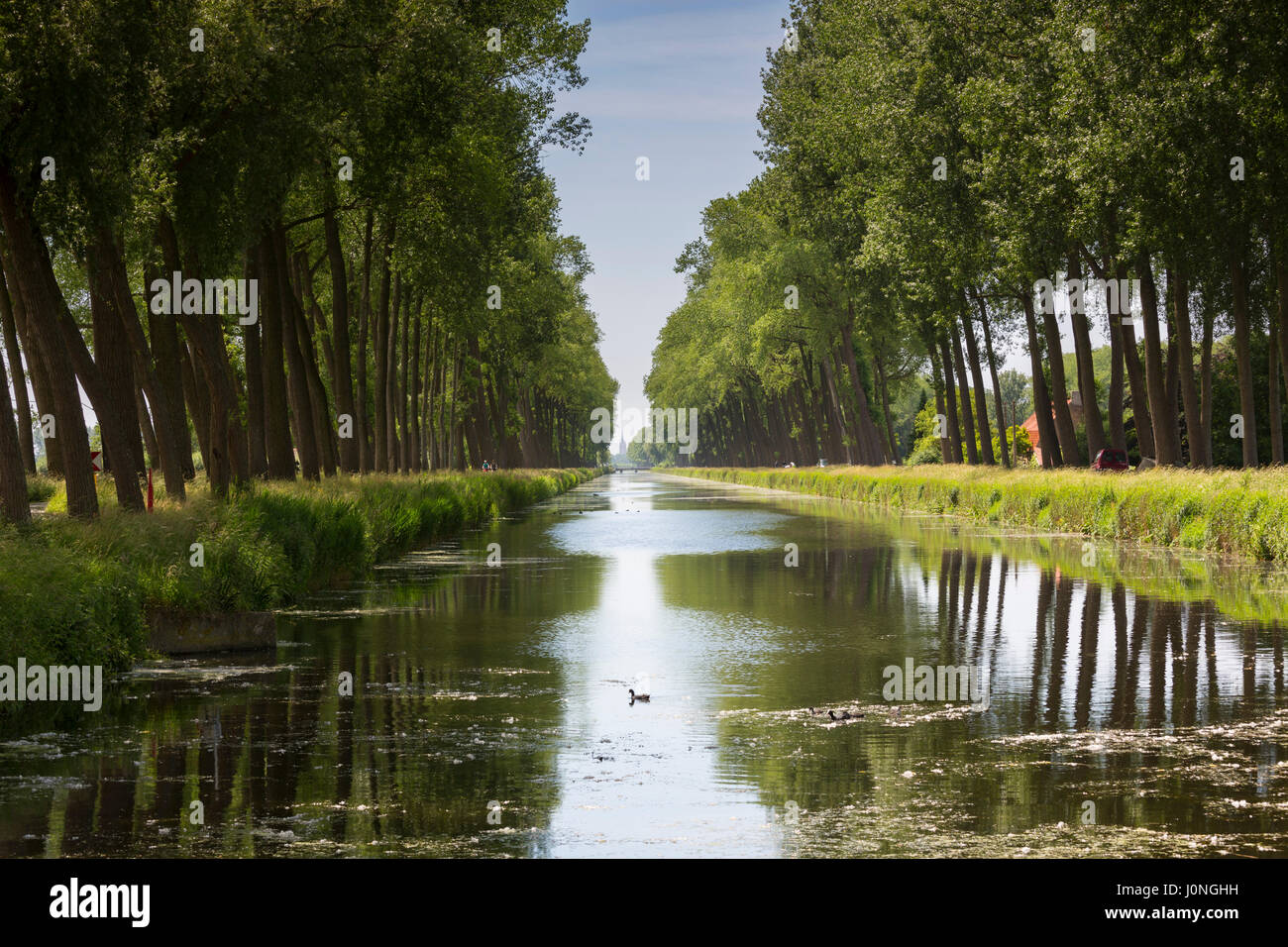 Malerische Allee von hohen Bäumen und Damse Vaart Grachten am Damme, Provinz Westflandern in Belgien Stockfoto