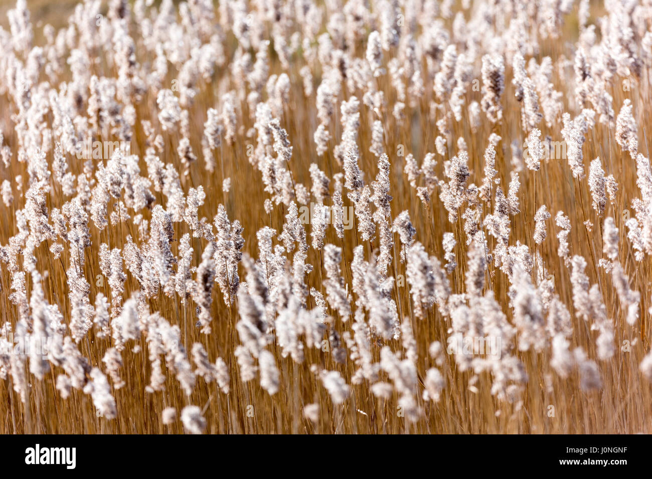 Samenköpfe Schilf im Röhricht am RSPB Titchwell Marsh auf der Küste von North Norfolk UK Stockfoto