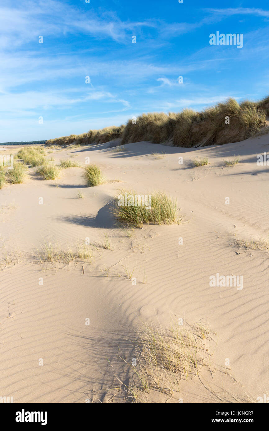Sand Dünen Dünengebieten Gras Gräser eines der Ammophila (Xerophyte) am Sandstrand Holkham, die Küste von North Norfolk UK Stockfoto