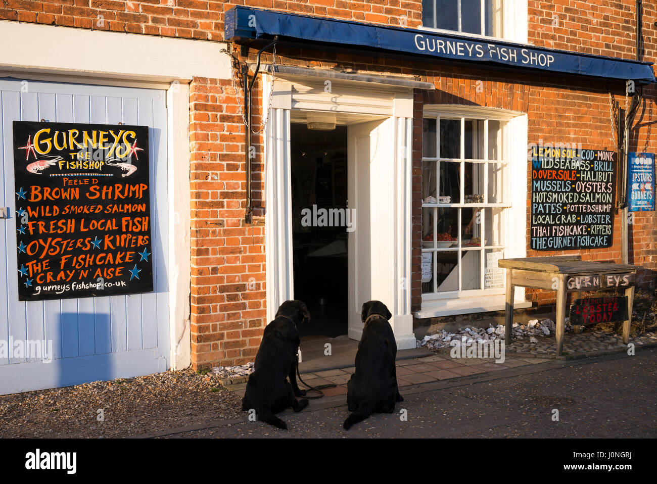 Gehorsame Labrador Hunde warten draußen Gurneys Fischgeschäft in Burnham Market in North Norfolk, Großbritannien Stockfoto