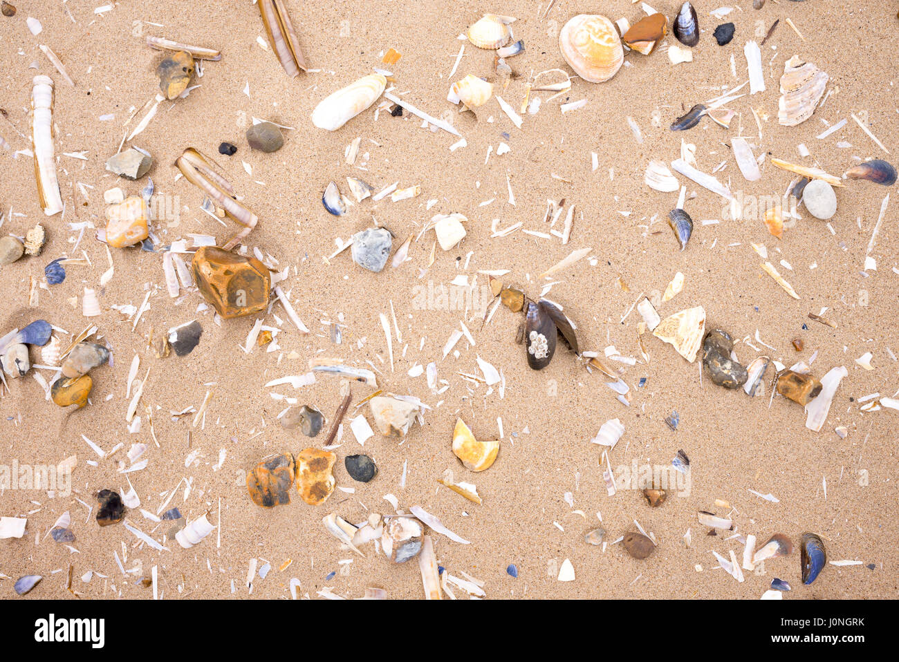 Shells - wie Muscheln, Messermuscheln, Herzmuscheln - am Sandstrand am Titchwell in North Norfolk, Großbritannien Stockfoto