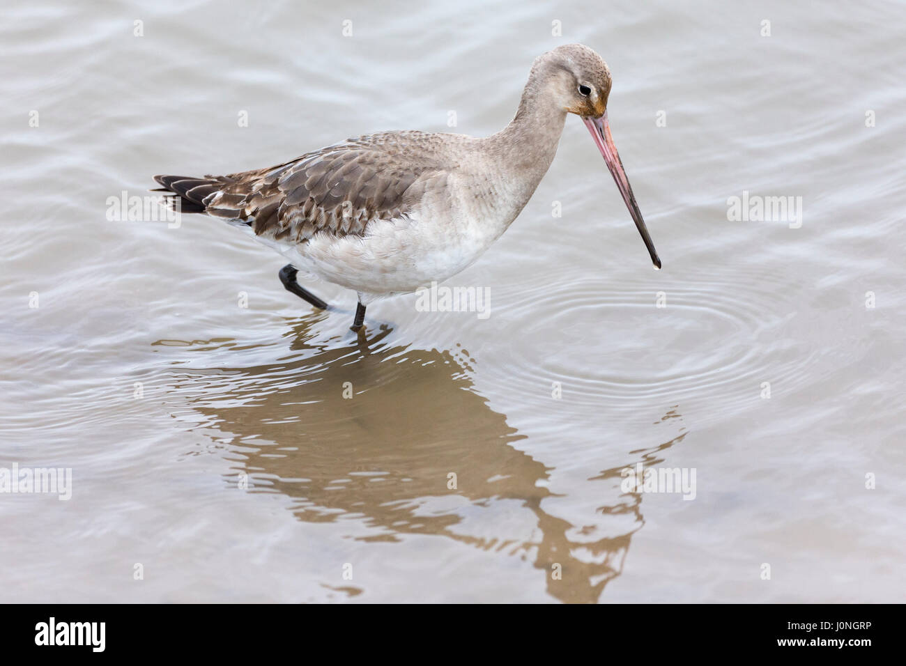 Bar-tailed Uferschnepfe, Limosa Lapponica, ein Planschbecken wilder Vogel mit langen Spitzen Rechnung Schnabel in North Norfolk, Großbritannien Stockfoto Bar-tailed Uferschnepfe, Limosa Lapponica, ein Planschbecken wilder Vogel mit langen Spitzen Rechnung Schnabel in North Norfolk, Großbritannien Stockfoto