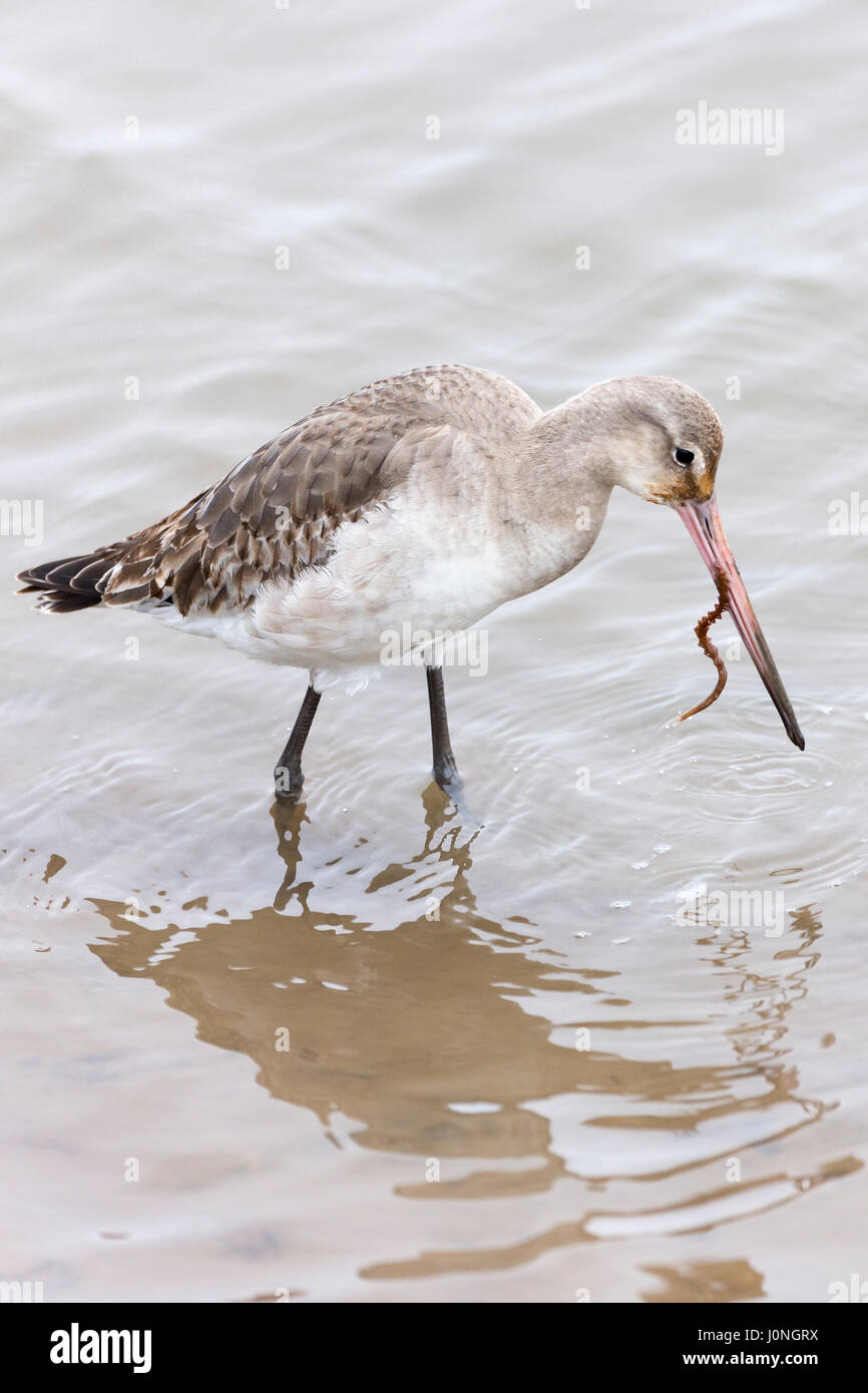 Bar-tailed Uferschnepfe, Limosa Lapponica, ein Planschbecken wilder Vogel mit langen Spitzen Rechnung Schnabel Fütterung auf Wurm, in Norfolk, Großbritannien Stockfoto Bar-tailed Uferschnepfe, Limosa Lapponica, ein Planschbecken wilder Vogel mit langen Spitzen Rechnung Schnabel Fütterung auf Wurm, in Norfolk, Großbritannien Stockfoto