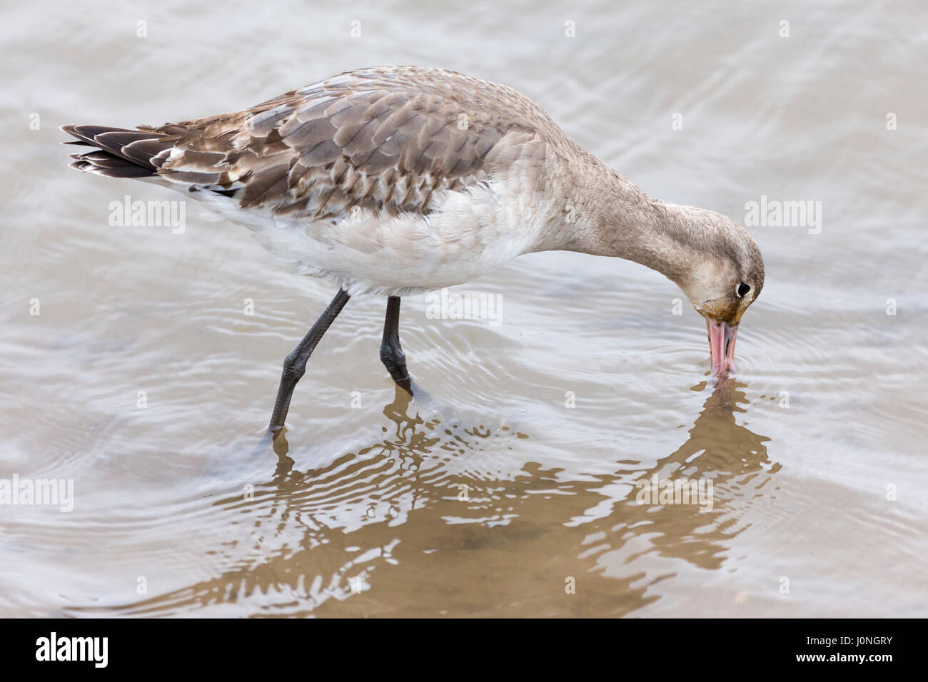 Bar-tailed Uferschnepfe, Limosa Lapponica, ein Planschbecken wilder Vogel mit langen Spitzen Rechnung Schnabel Fütterung an Küste in Norfolk, Großbritannien Stockfoto Bar-tailed Uferschnepfe, Limosa Lapponica, ein Planschbecken wilder Vogel mit langen Spitzen Rechnung Schnabel Fütterung an Küste in Norfolk, Großbritannien Stockfoto