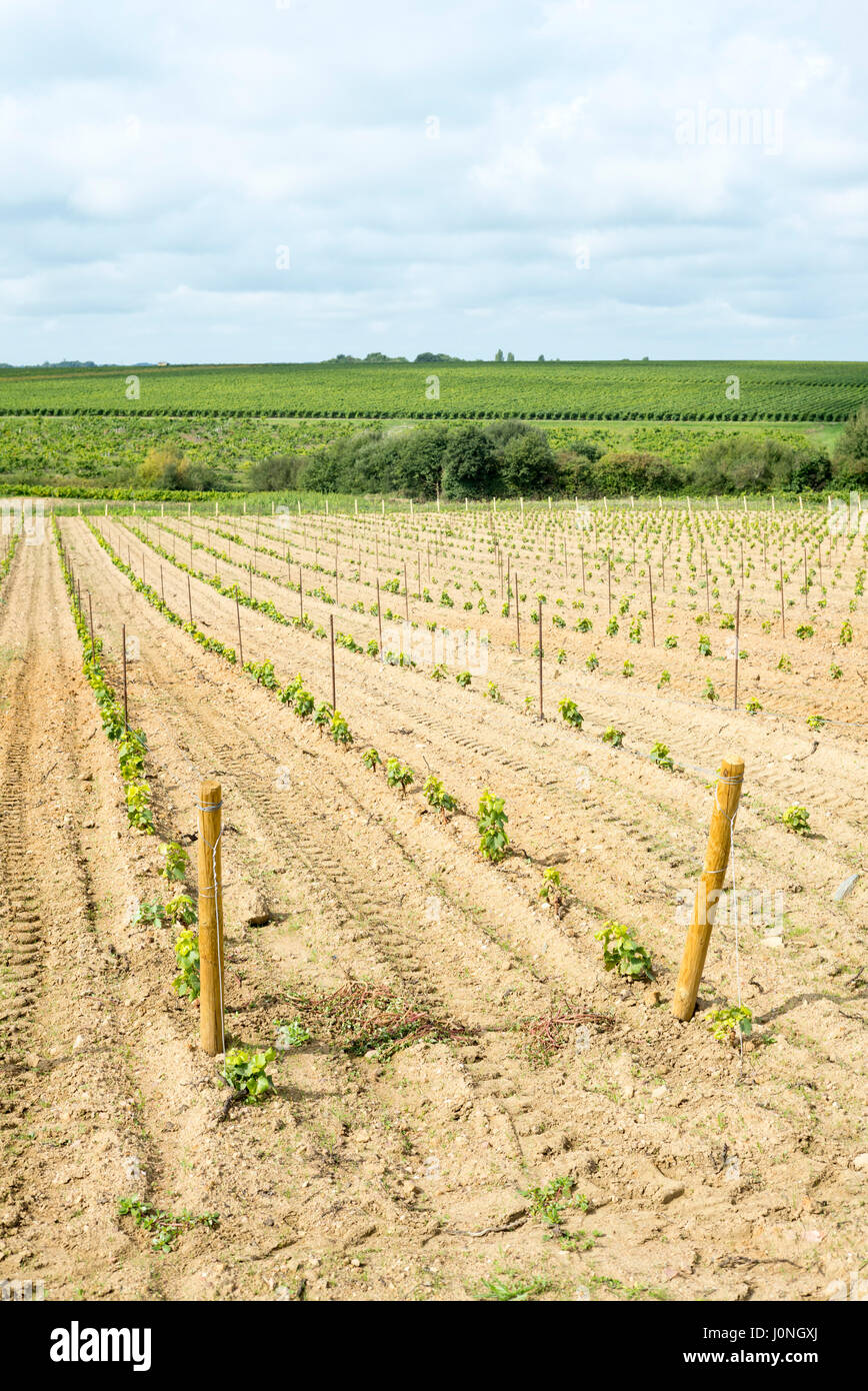 Neu gepflanzte junge Reben auf Route Touristique du Vignobles Nantais, Loiretal, Frankreich Stockfoto