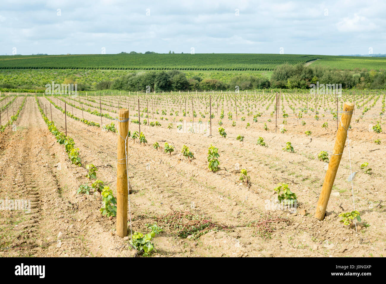 Neu gepflanzte junge Reben auf Route Touristique du Vignobles Nantais, Loiretal, Frankreich Stockfoto