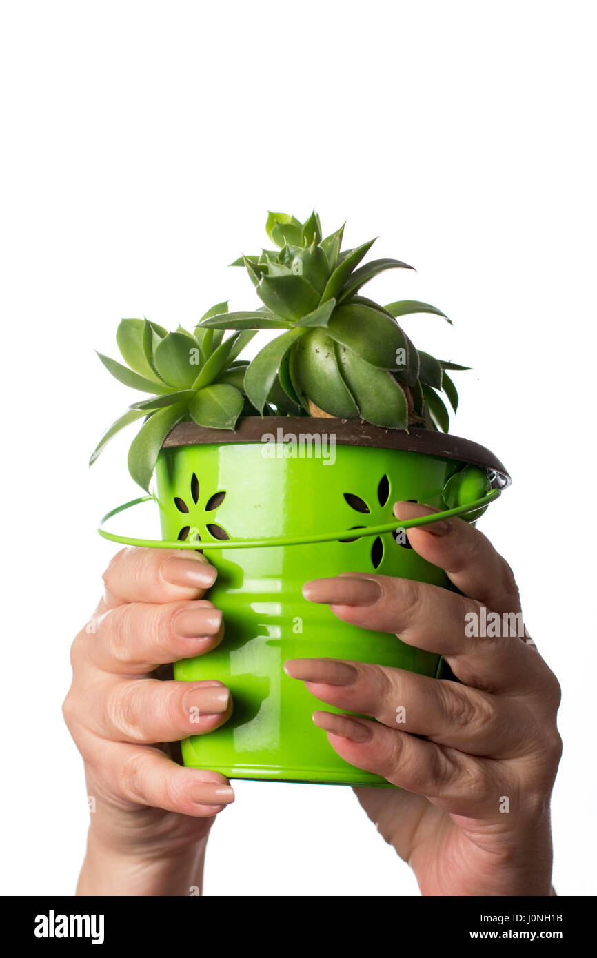 Weibliche Hände halten eine Hauswurz Pflanze isoliert Stockfoto