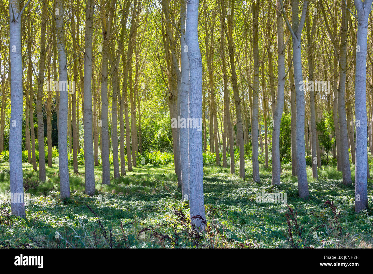 Licht und Schatten hohen Birken-verwalteten Plantage copse von Silver Birch weiße Birken Betula pendula, Frankreich Stockfoto