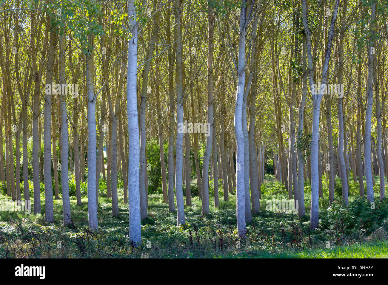 Licht und Schatten hohen Birken-verwalteten Plantage copse von Silver Birch weiße Birken Betula pendula, Frankreich Stockfoto