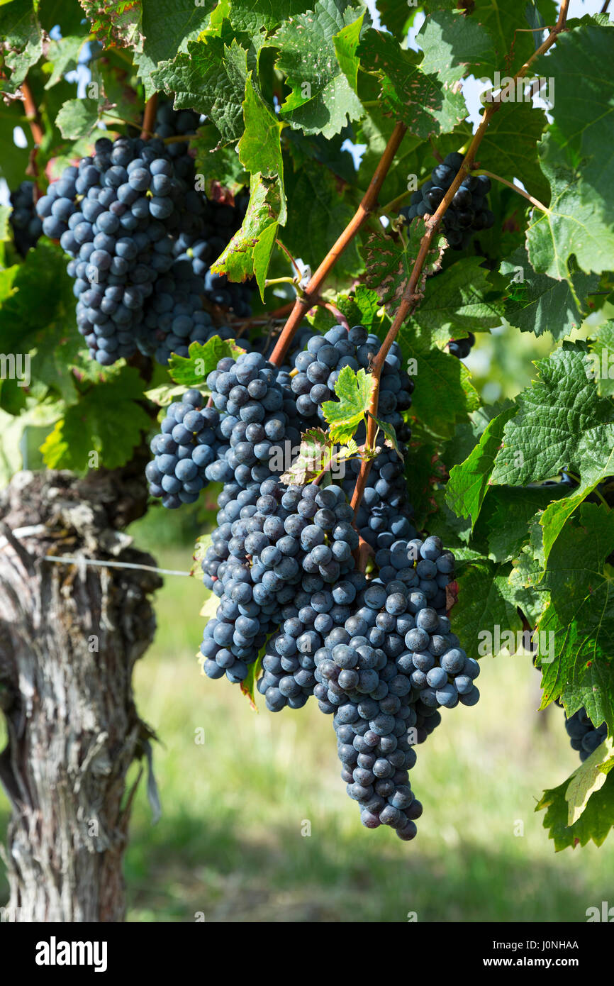 Die Trauben reifen Merlot-Trauben auf alten Reben im Weinberg in St. Emilion Region von Bordeaux, Frankreich Stockfoto