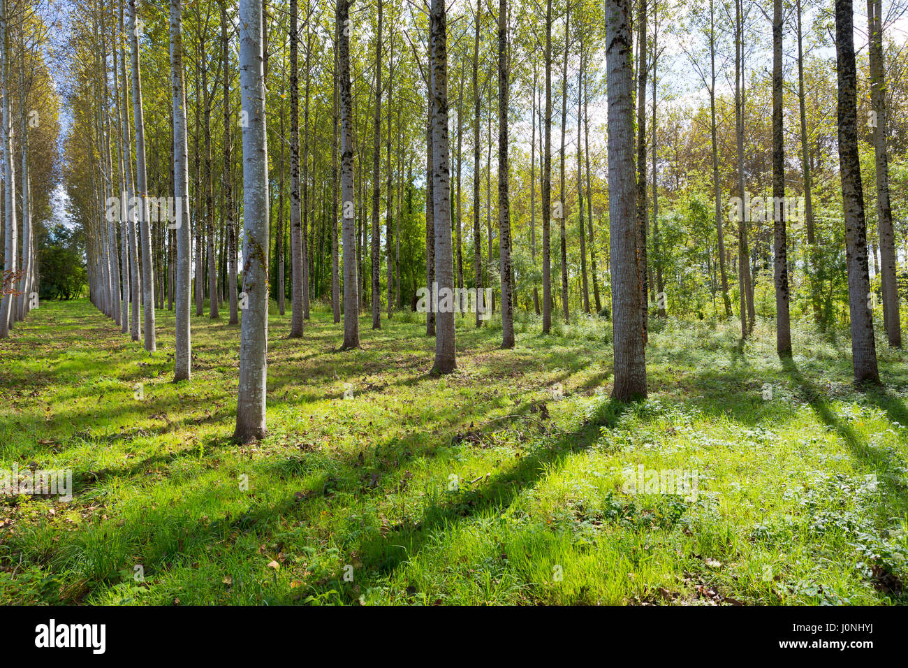 Hohen Birken - verwalteten Plantage Wäldchen von Silver Birch Europäische weiße Birke Bäume Betula Pendel in Frankreich Stockfoto