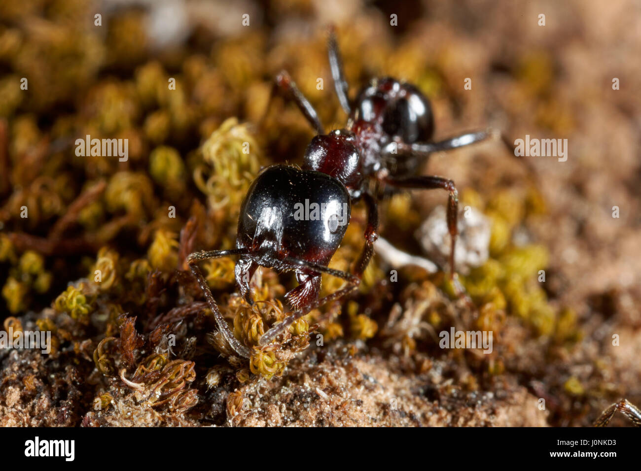 Nahaufnahme der Ameise, die den Pflanzenteil trägt Stockfoto