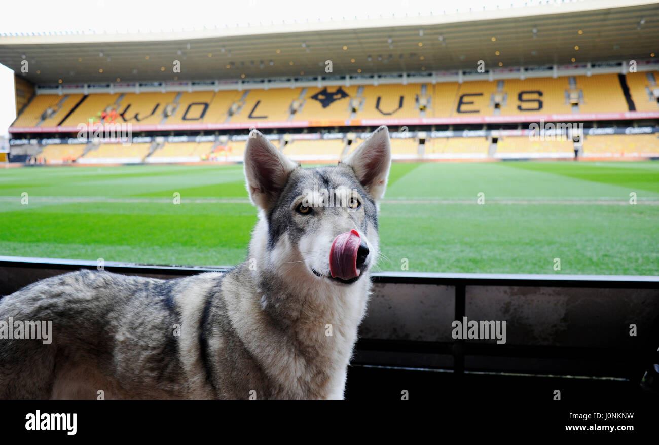 Wolfdog Canis Lupus bei einem Fußballspiel Wolverhampton wandert entsprechen UK Simon Dack / Tele Bilder Stockfoto
