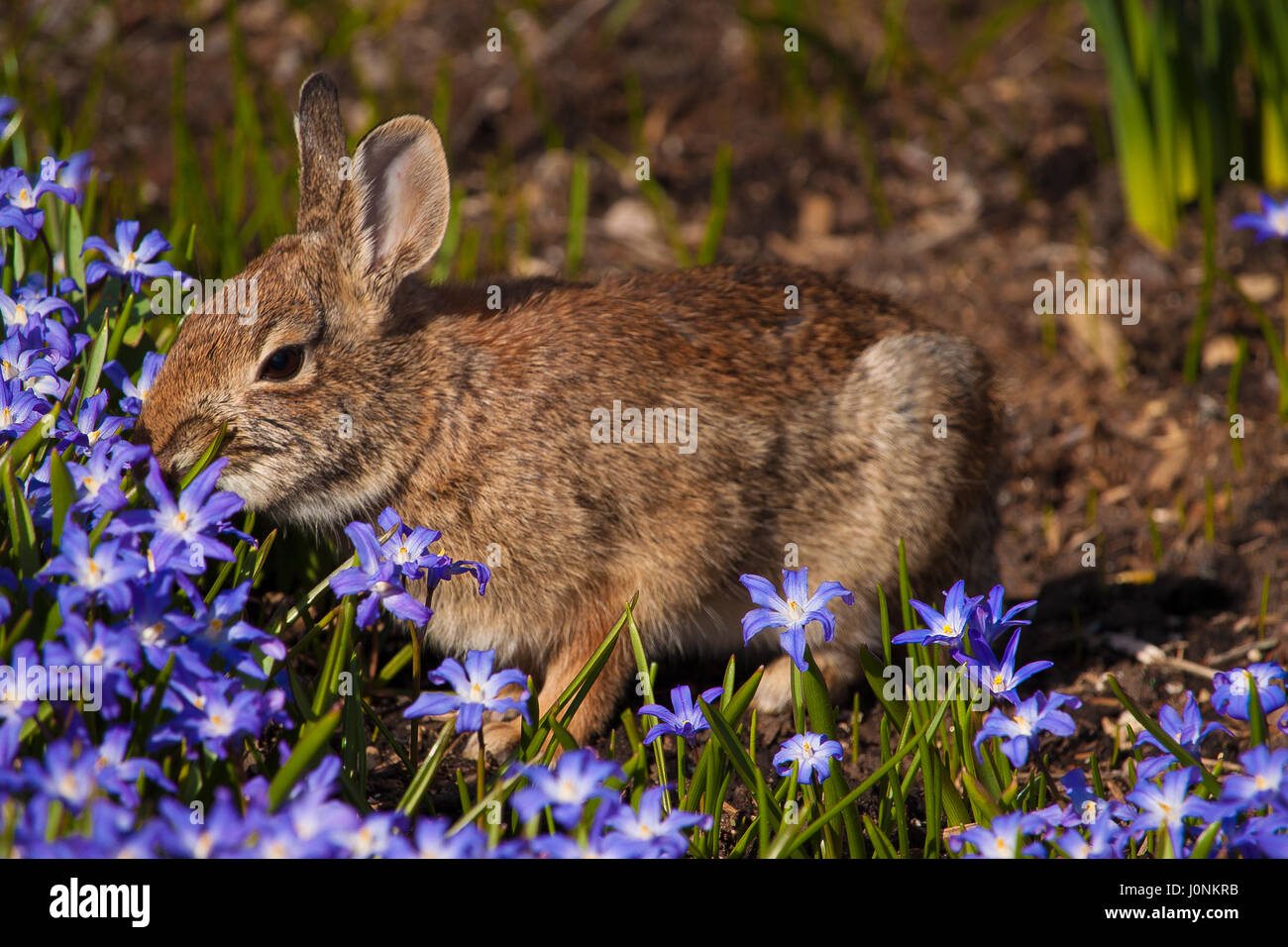 Eine süße Foto eines Kaninchens nehmen einen Snack von Blumen in den Gärten des Prescott Park. Stockfoto