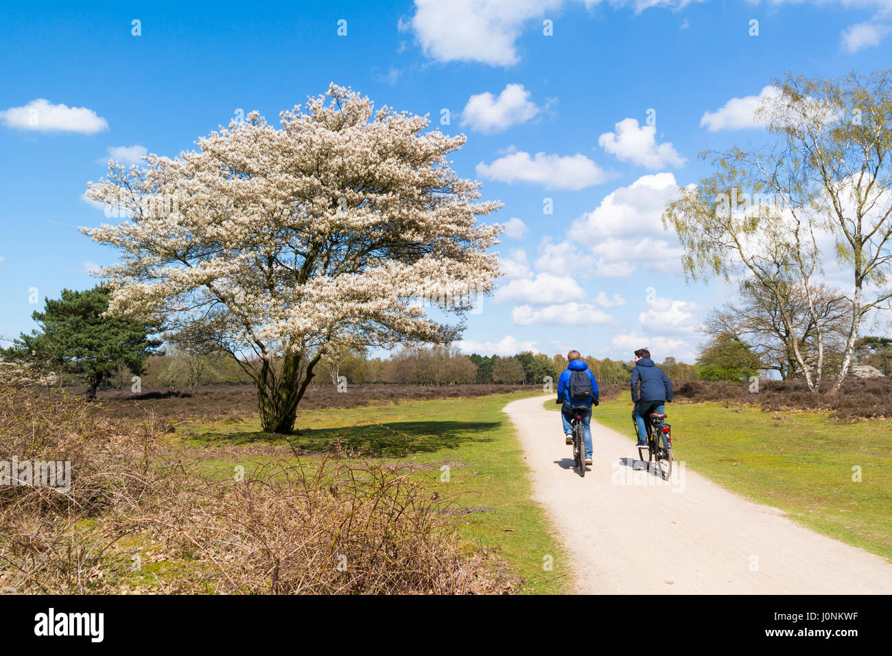 Zwei jungen auf Fahrrädern am Radweg von Heide Zuiderheide im Frühjahr, Gooi, Niederlande Stockfoto
