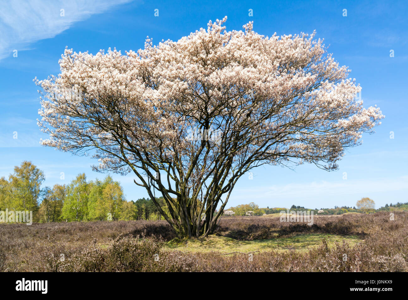 Blühende Amelanchier Lamarkii Baum mit weißen Blüten im Frühjahr, Heide in der Nähe von Hilversum, Niederlande Stockfoto