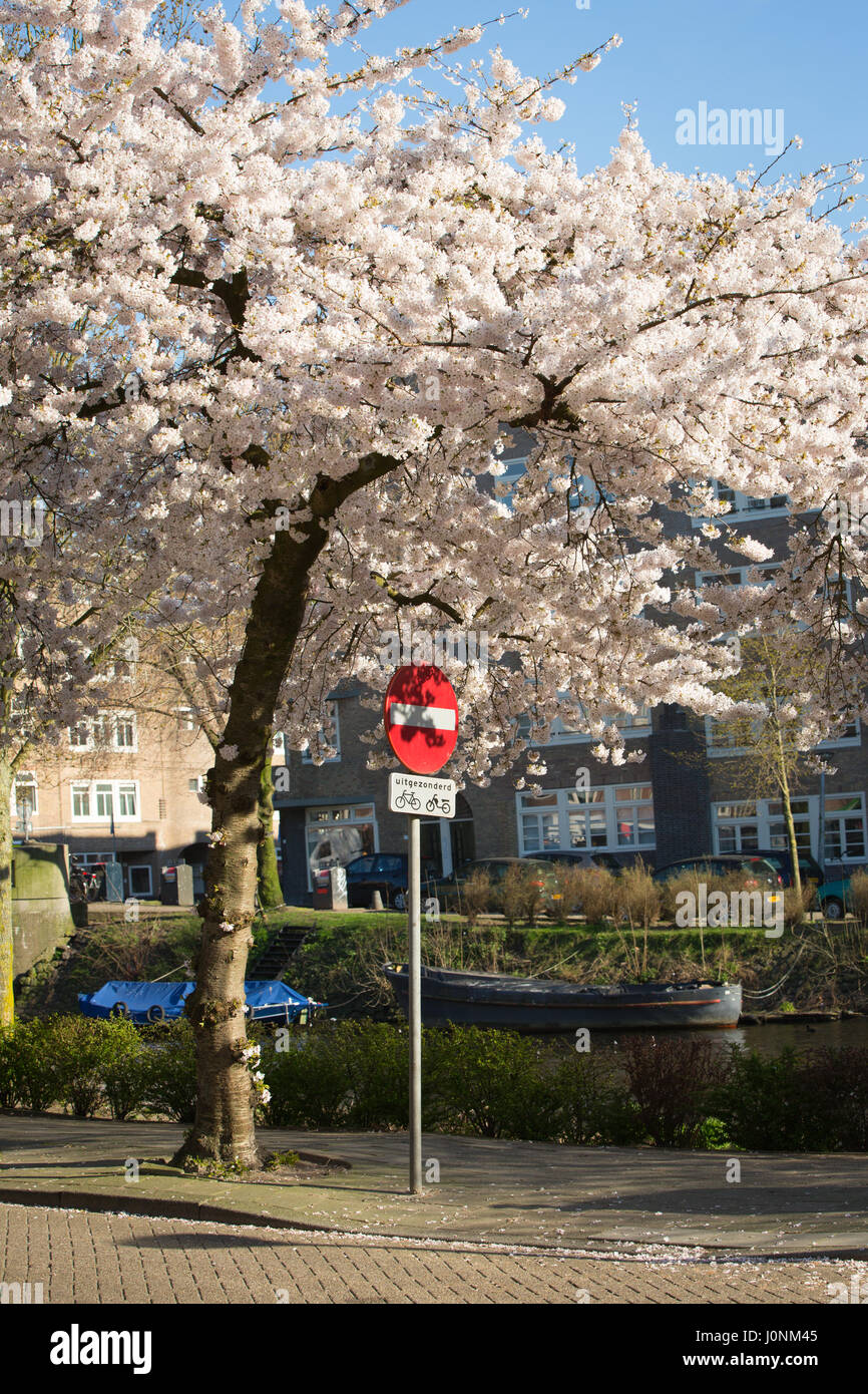 Ein Einbahnverkehr Zeichen unter einem blühenden Kirschbaum. Stockfoto