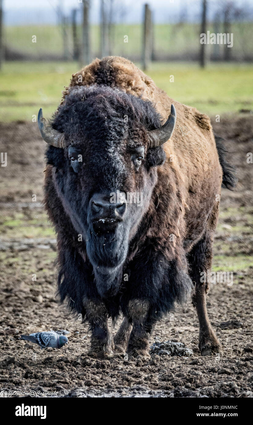 Bilder von großen amerikanischen Bison/Büffel Stockfoto