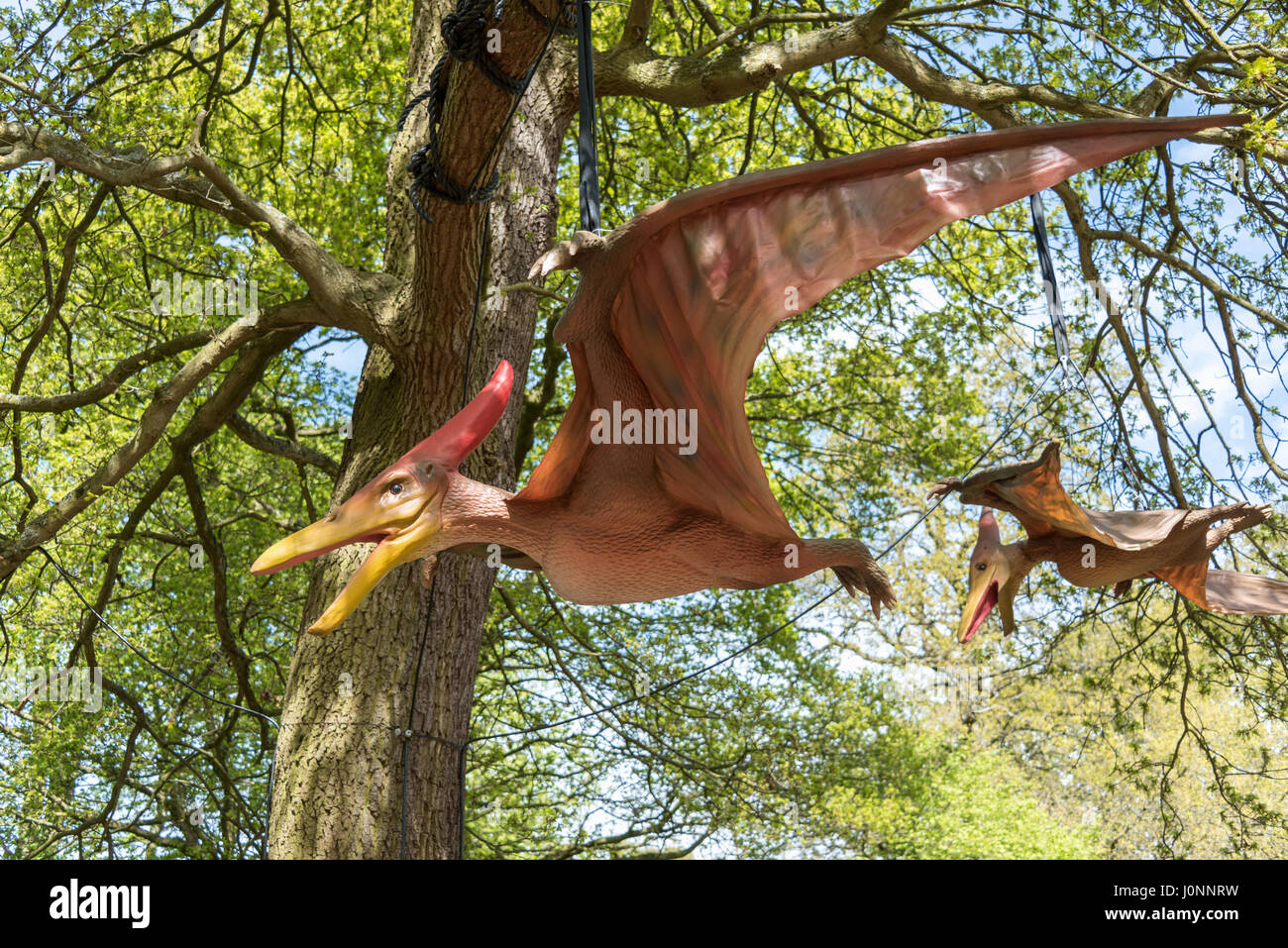 Pteranodon, Jurassic Königreich Osterley Park, London Stockfoto
