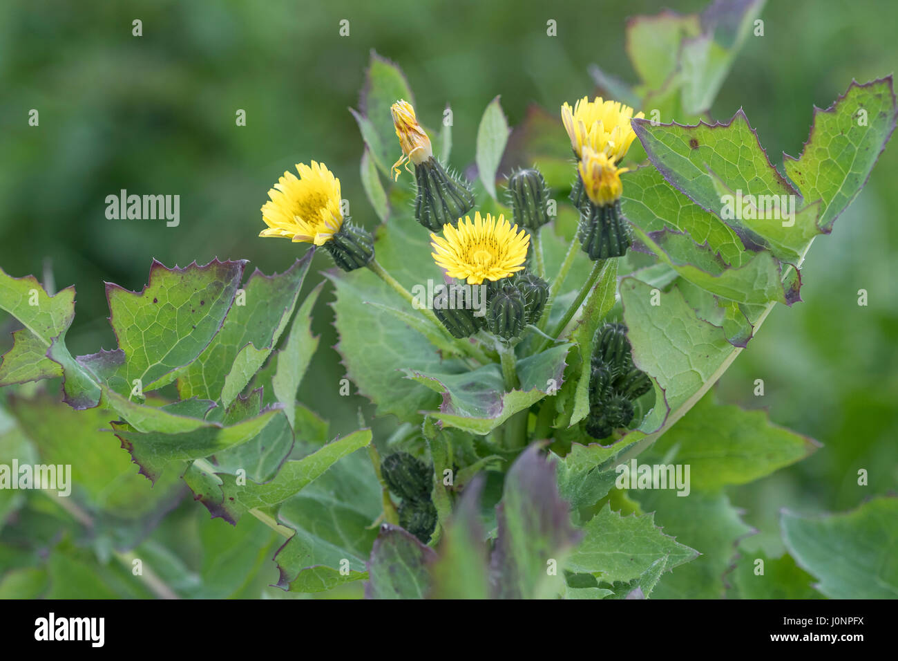 Gelb blühende unkräuter Fotos und Bildmaterial in hoher Auflösung Alamy