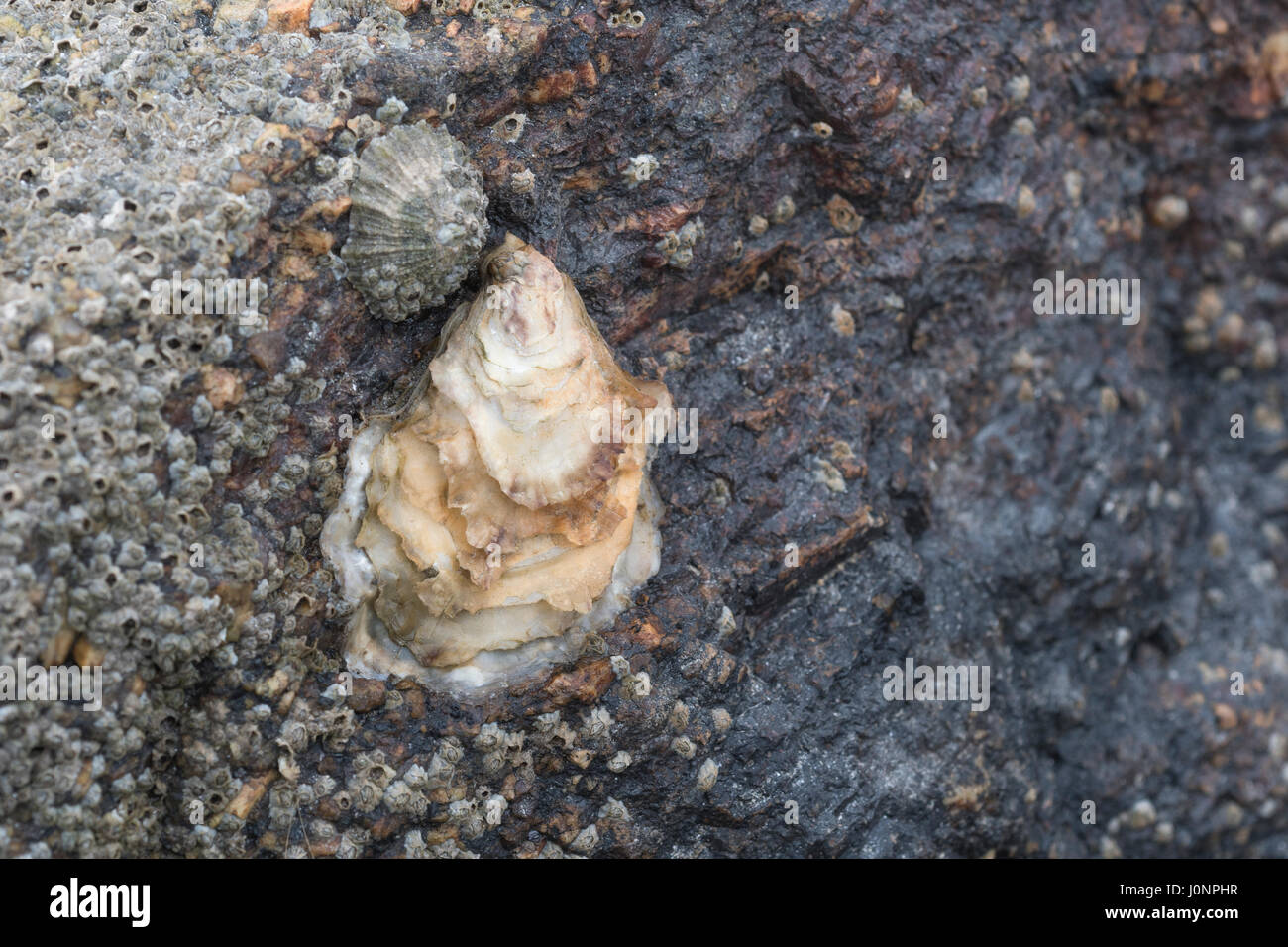 Konische Hülle des gemeinsamen Napfschnecken (Patella Vulgata) - ein  foragable Muscheln gefunden um die UK-Küste- und irgendeine Art von oyster  Stockfotografie - Alamy