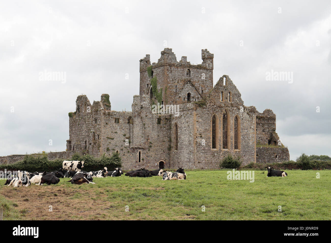 Dunbrody Abbey, ein ehemaliges Zisterzienserkloster in County Wexford, Irland (Eire). Stockfoto