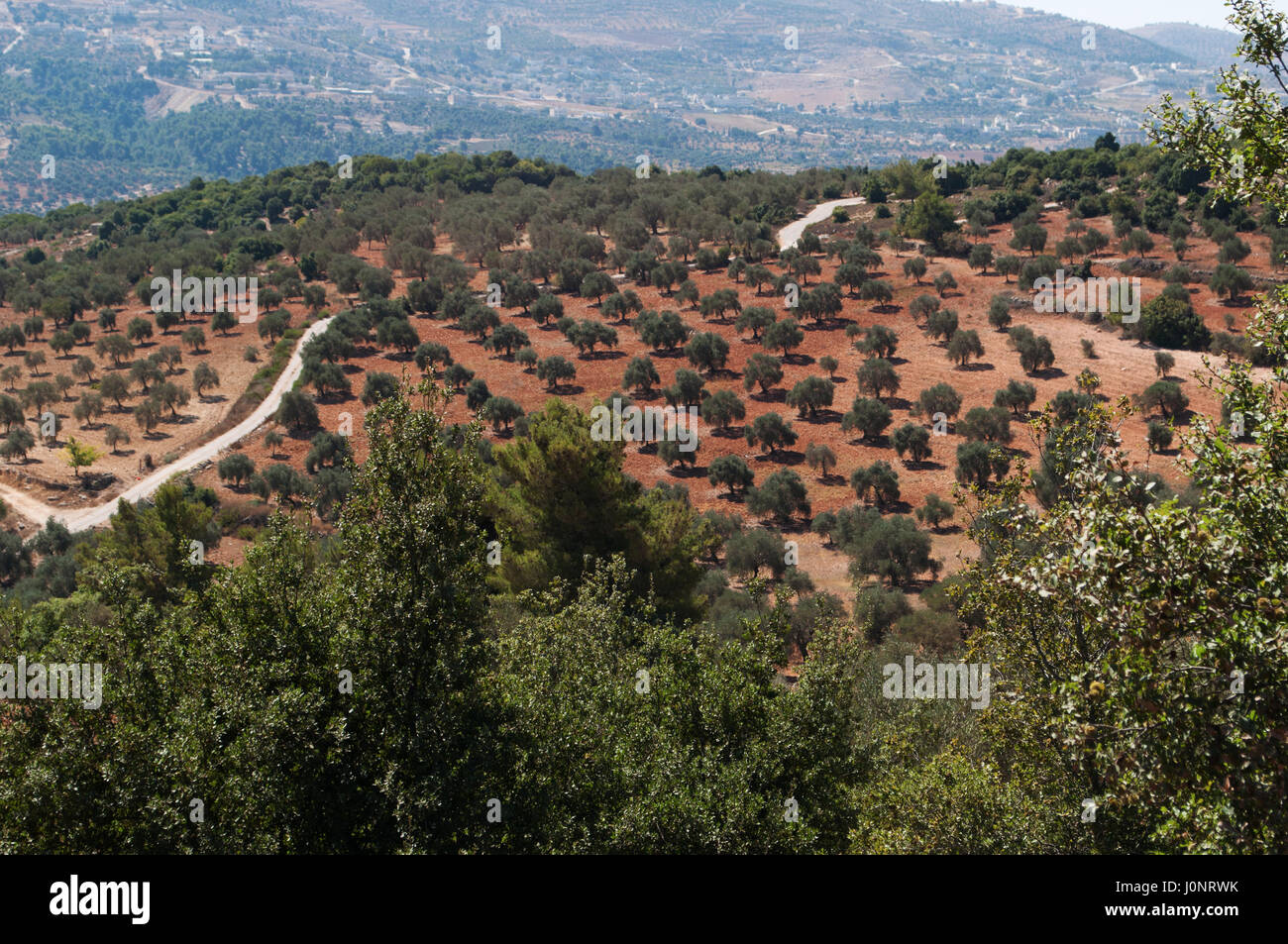 Das Jordantal, gesehen von der Burg Ajloun maurischen Burg auf einem Hügel von der Stadt im 12. Jahrhundert, gebaut vergrößert durch die Mamelucken Stockfoto