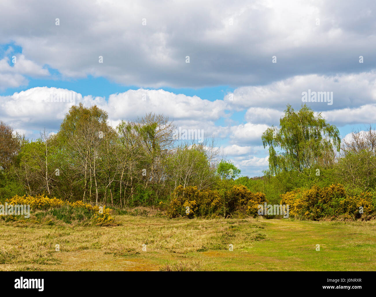Fingringhoe Wick, einem Naturschutzgebiet in Essex, England, Großbritannien Stockfoto