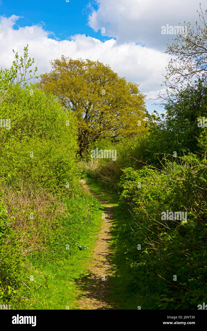 Fingringhoe Wick, einem Naturschutzgebiet in Essex, England, Großbritannien Stockfoto