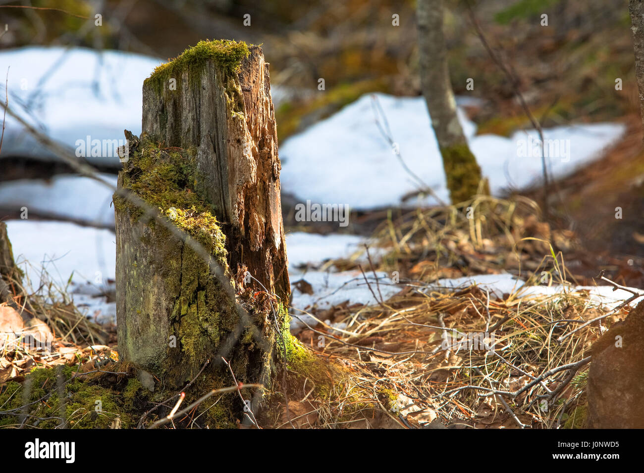 Fuß den Waldboden in den Rocky Mountains Stockfoto