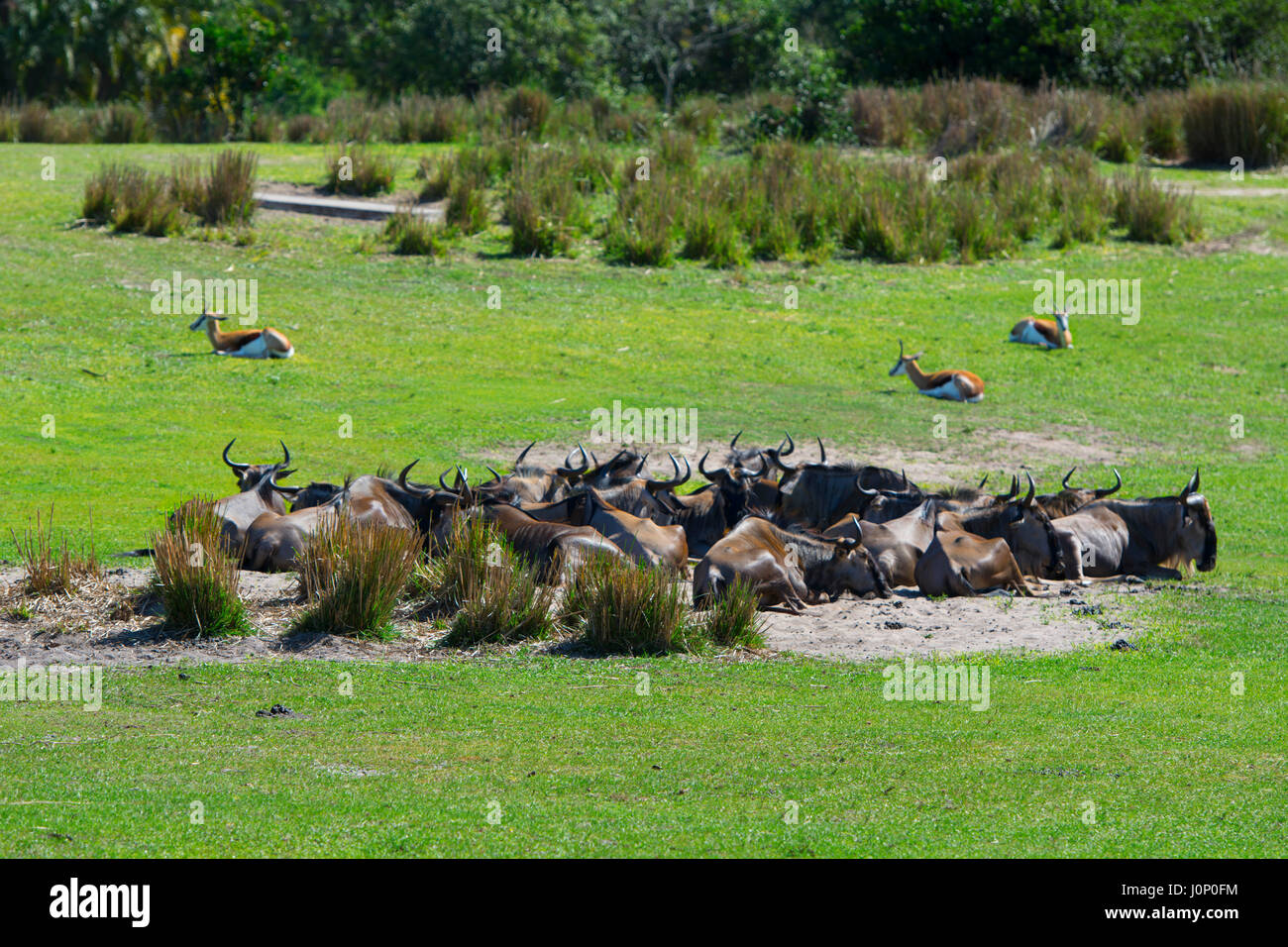 Tiere, Gnus bei Disney Animal Kingdom, Disneyworld, Orlando Florida Stockfoto