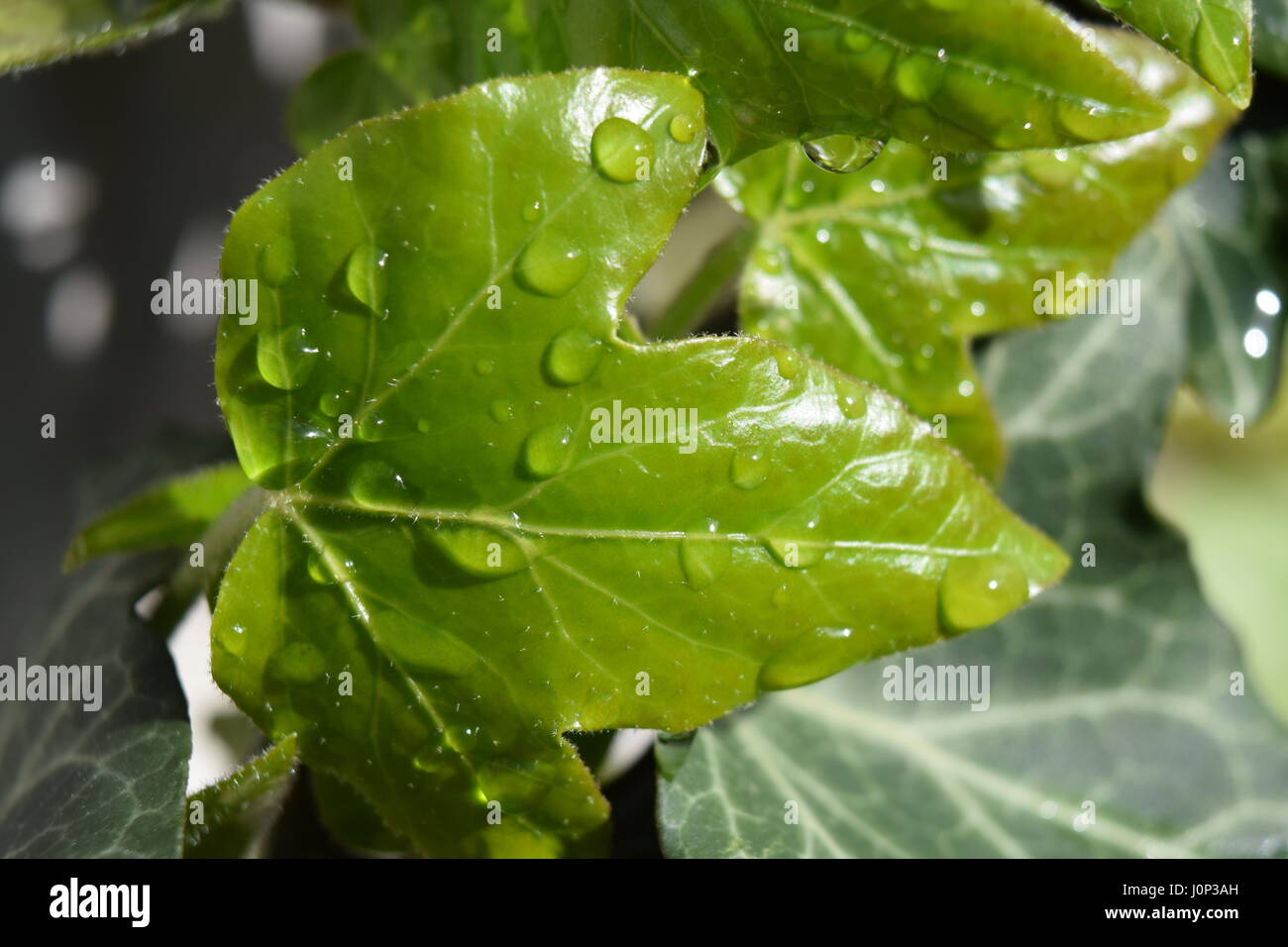 Efeu Bltter mit Tautropfen in der Sonne close-up Stockfotografie - Alamy
