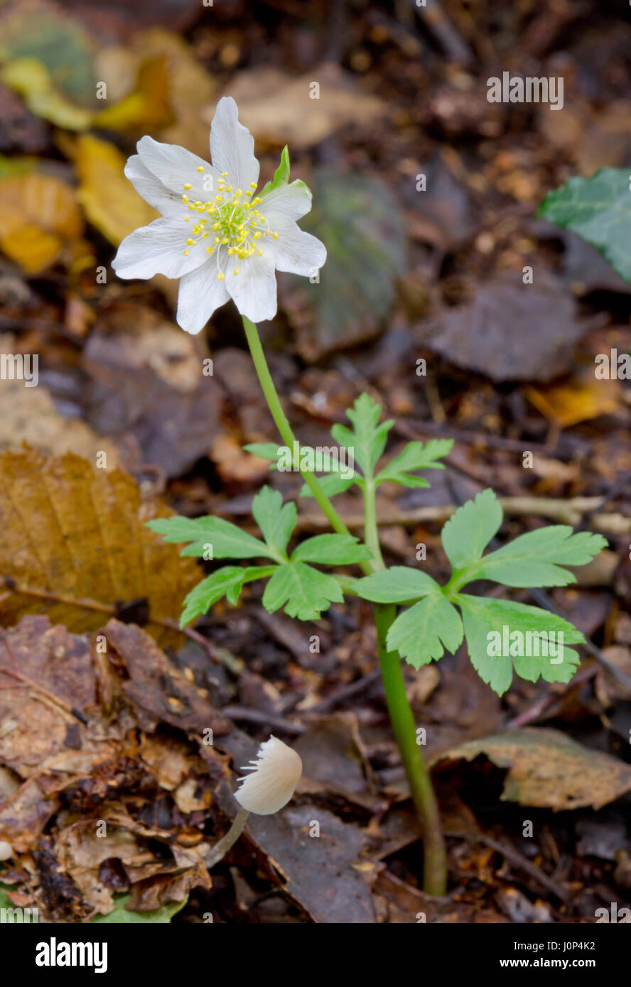 Wild Buschwindröschen (Anemone officinalis) Blühende im Oktober Stockfoto