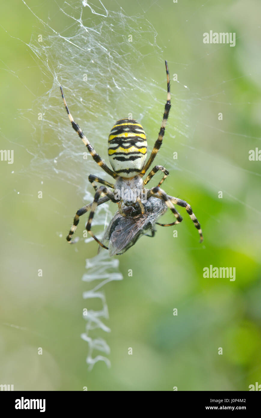 Weibliche Wasp Spider mit Fliege im Web Stockfoto