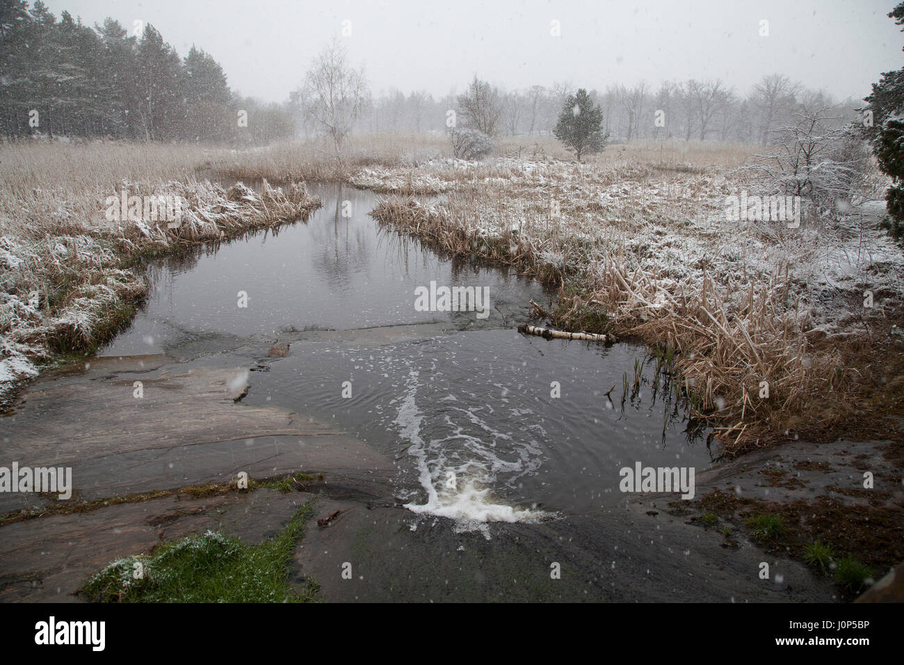 Feuchtgebiete, die Abwasser zu reinigen, bevor es in die Natur freigesetzt wird Stockfoto