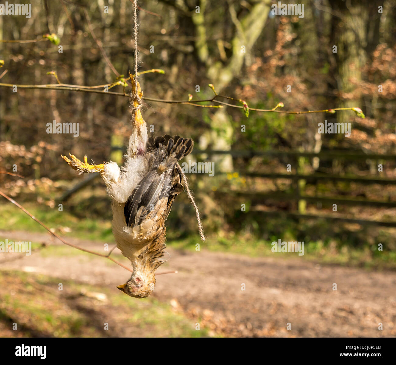 Toten Huhn kopfüber auf Land Pfad als Warnung an Hundebesitzer Hunde an der Leine zu halten, East Lothian, Schottland, Großbritannien Stockfoto