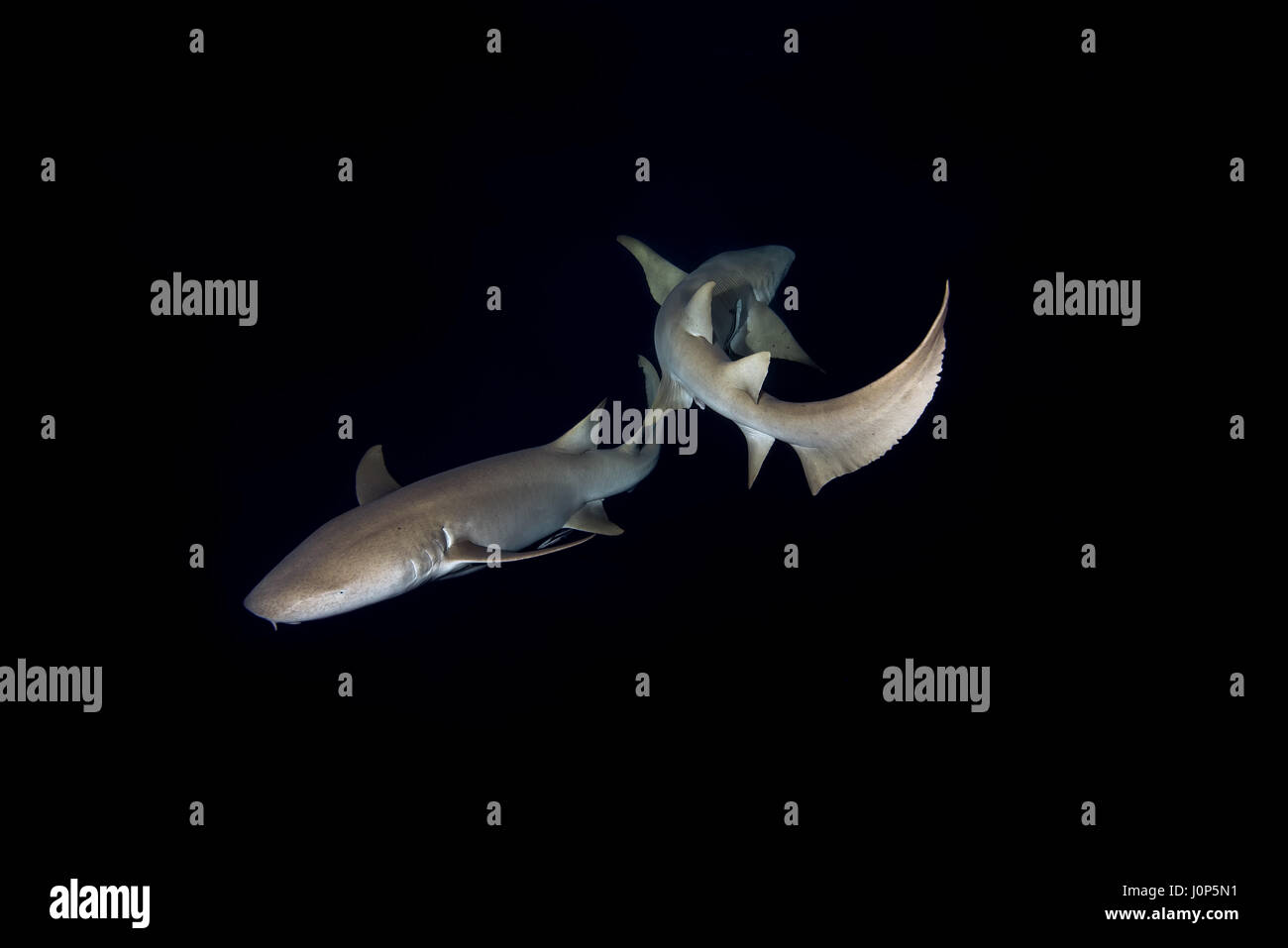 Zwei Tawny Ammenhaie - schwimmt Nebrius Ferrugineus in der Nacht, Indischer Ozean, Malediven Stockfoto