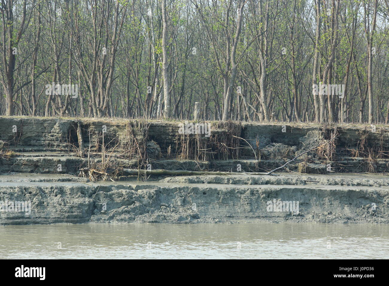 Flusserosion droht das Grün im Nijhum Dwip National Park in Hatia. Noakhali, Bangladesch Stockfoto