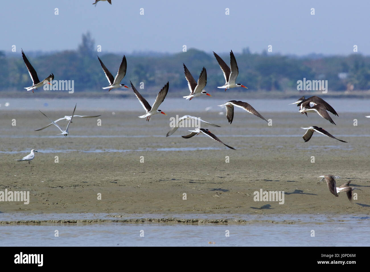 Indische Skimmer, eine regelmäßige Winter Zugvogel lokal bekannt als Panikata oder Deshi Gangchosha sind allgemein gesehen, fliegen und Nahrungssuche in unseren Küsten, e Stockfoto