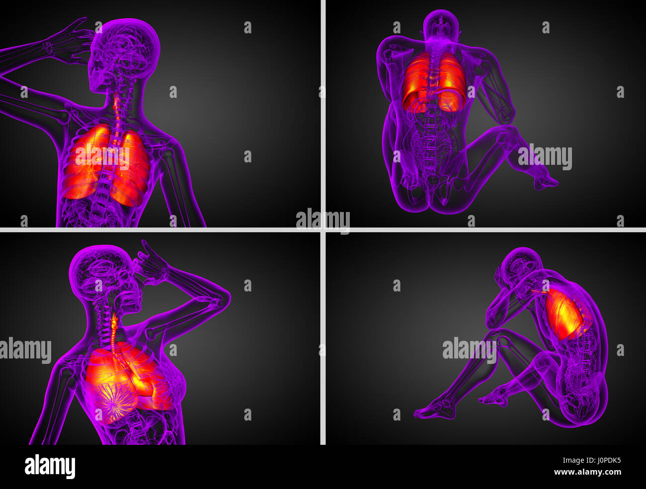 3D Rendering medizinische Illustration der menschlichen Atemwege Stockfoto