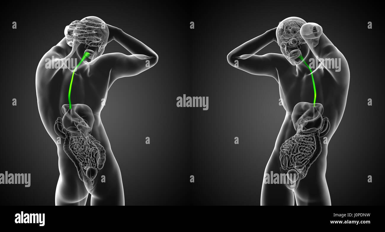 3D Render medizinische Illustration des Ösophagus - Rückansicht Stockfoto
