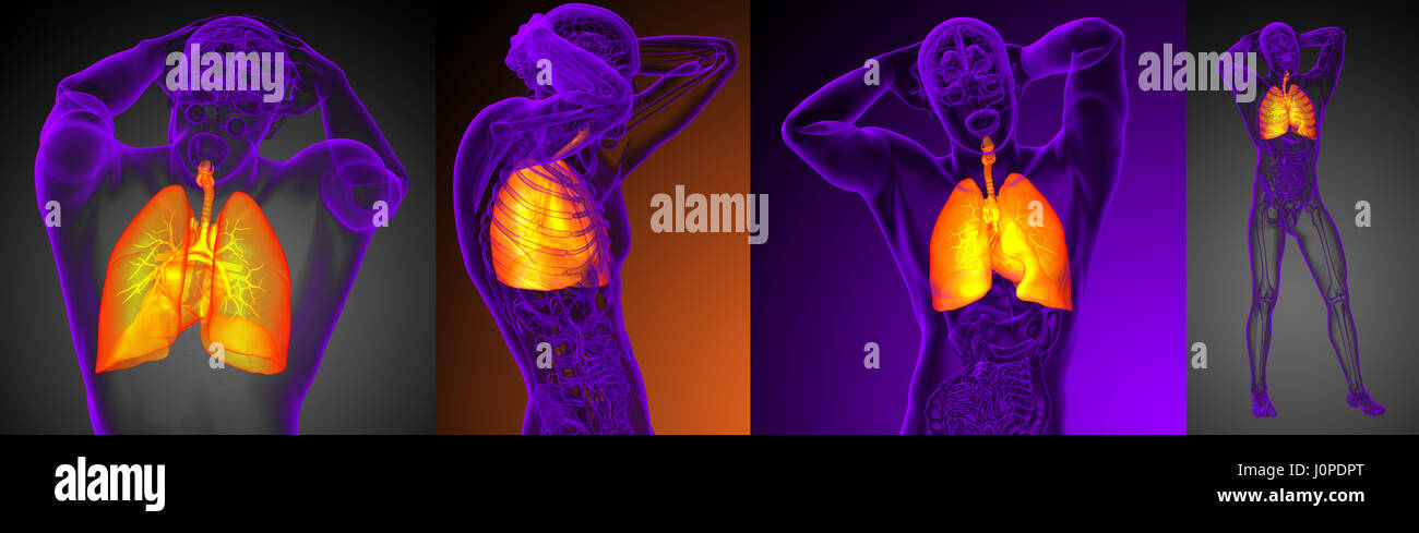 3D Rendering medizinische Illustration der menschlichen Atemwege Stockfoto