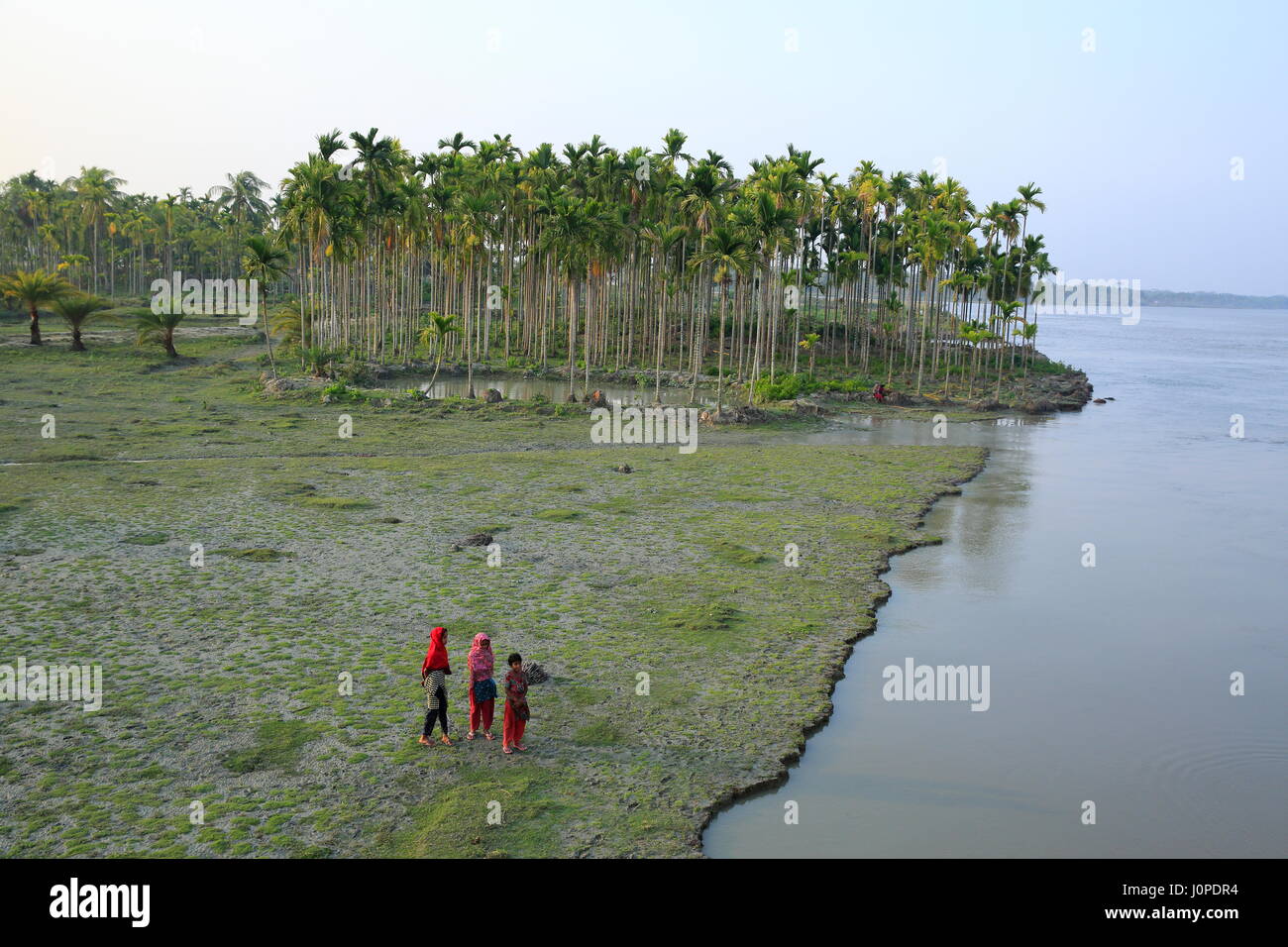 Betelnuss Obstgarten am Ufer der Meghna Fluß, Bhola, Bangladesch Stockfoto