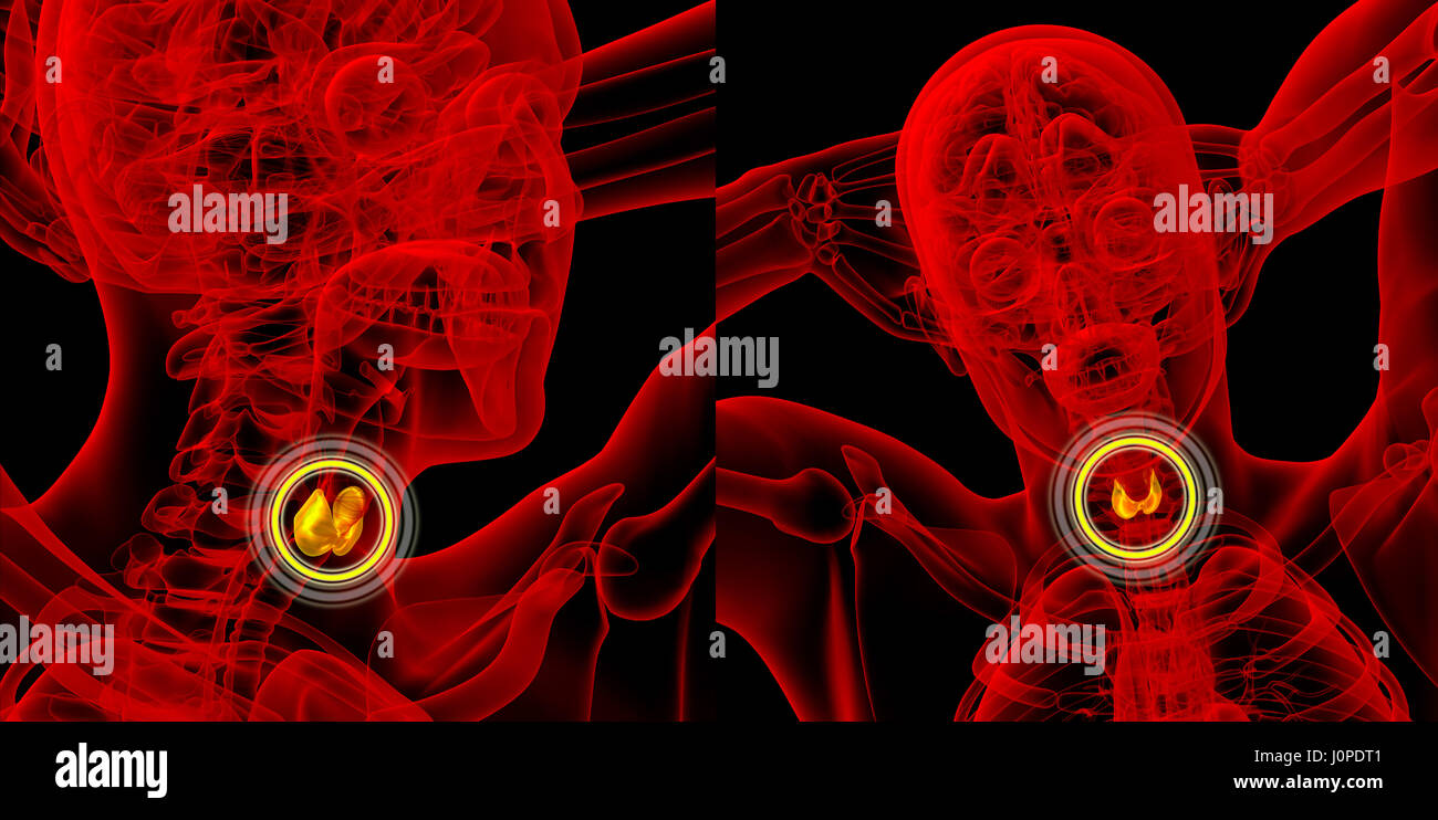 3D Rendering medizinische Illustration der Schilddrüse Stockfoto