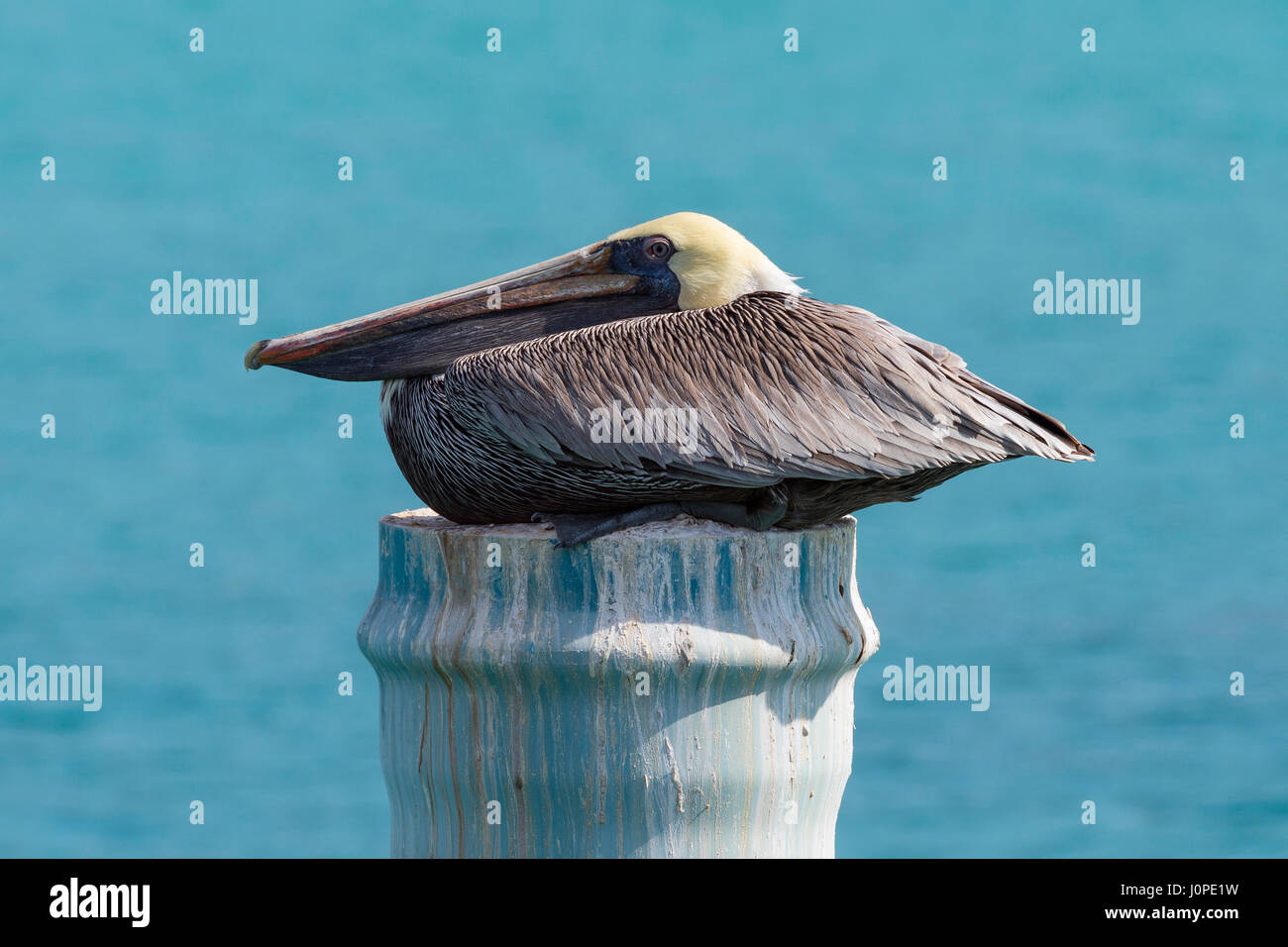 Brauner Pelikan, Pelecanus Occidentalis, Baja California, Mexiko Stockfoto