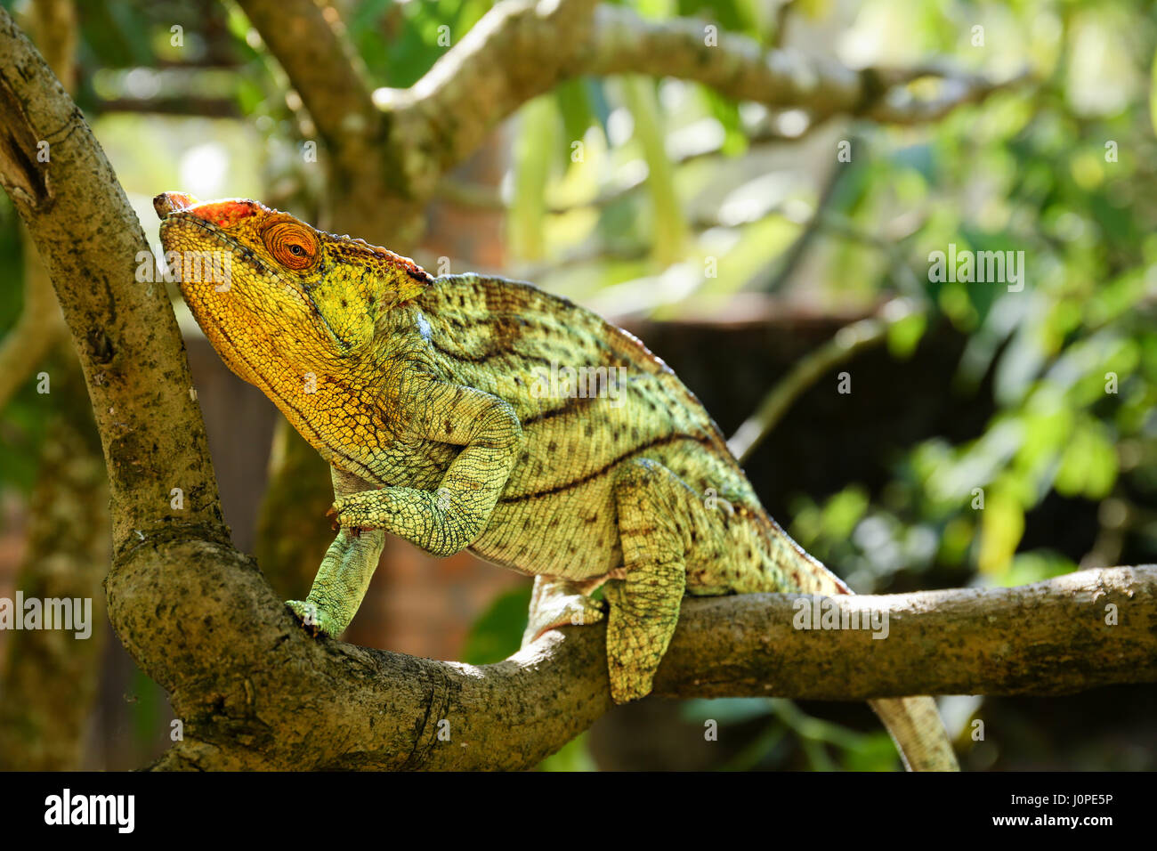 Anahme zu Fuß hinauf auf einem Baum Stockfoto