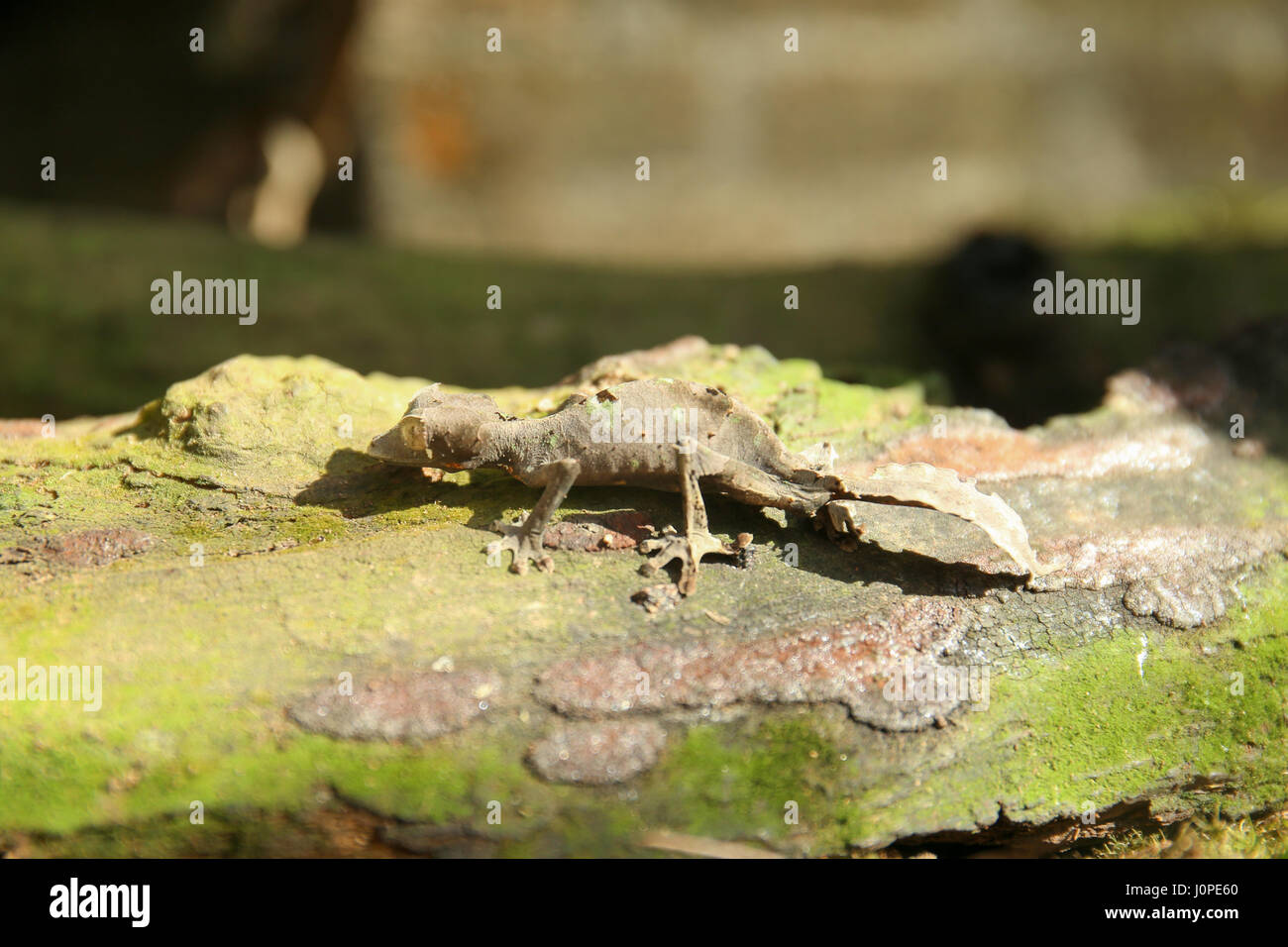 Blatt-tailed Gecko (Uroplatus Sikorae) getarnt auf einem Baum in Madagaskar Stockfoto